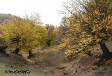 گزارش تصویری از فصل پاییز در جنگل ابر شاهرود